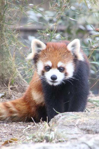 午後からでも埼玉こども動物自然公園～起きてるコアラとクオッカに会えずとも～見た目と反対な性格のレッサーパンダ兄弟やフェネックの子供や子牛ほか