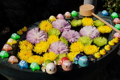 20210309-1 京都 金戒光明寺のアヒルとカメに逢いに行きます