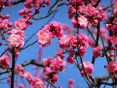 大阪万博記念公園　自然文化園～日本庭園　梅見物＆（旧）ウェルネスクラブ「ヴィータ（VITA)」のOB会。（2021）