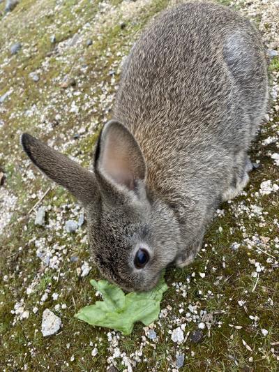 ウサギに会いに広島へ