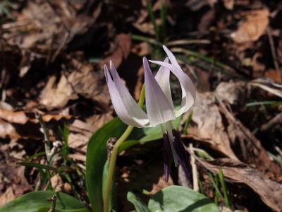 カタクリ咲く毛無山　～カタクリの白花見ぃつけた～