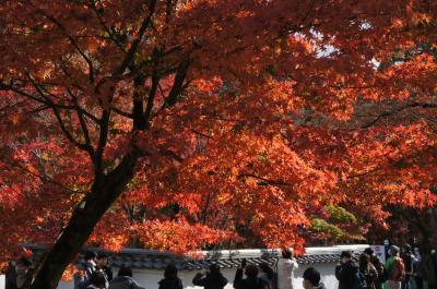 2020年11月　GOTOで行く京都　紅葉の旅その２　京都市内をサイクリング　坂道が多く電動にすれば良かったと思いながらもあちこち回りました