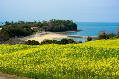 長崎鼻の菜の花　2021