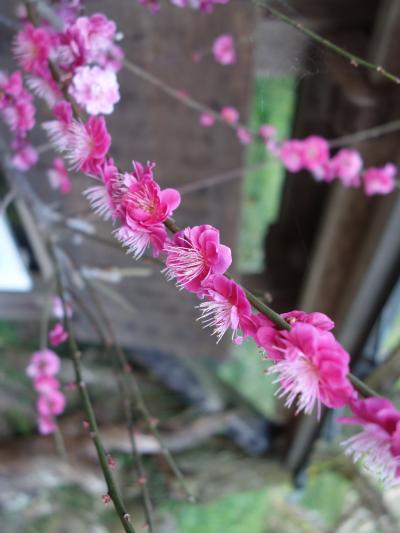 月ヶ瀬梅渓で梅を愛でる。山の上から名張川を見下す絶景を背景に。