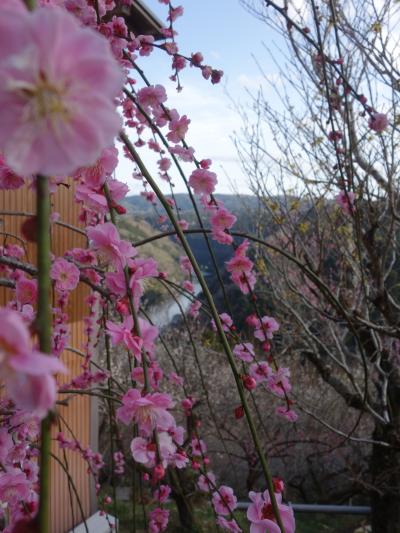 月ヶ瀬梅渓のビュースポットは，一目八景，帆浦梅林そして天神梅林。傾斜地の梅林です。