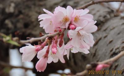 久し振りに見た冬桜