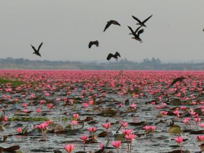 タイ東北地方の睡蓮の湖と歴史公園