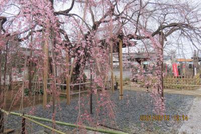 久し振りに地蔵院の枝垂れ桜を見る