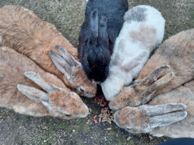 うさぎ島としまなみ海道サイクリング①うさぎ島へ