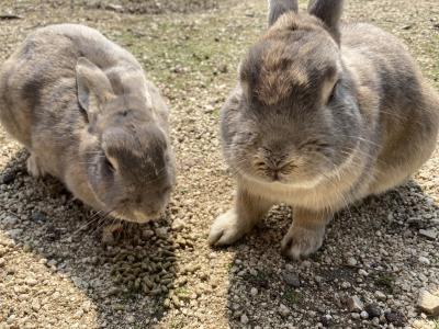 春のうさぎの島！大久野島へ