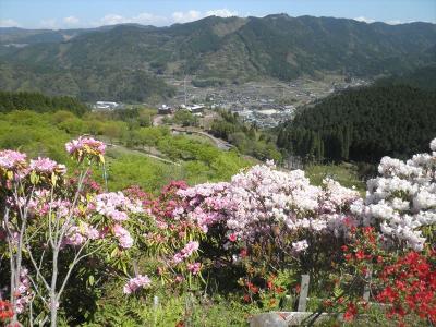 八女市星野村・しゃくなげ祭り2019　～花と温泉の旅～　＊6