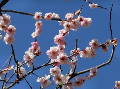 春の陽気に誘われて、大阪万博記念公園 「茶つみの里」で「ハナモモ見物」＆「梅林」で今年２度目の「梅見物」をする。（2021）