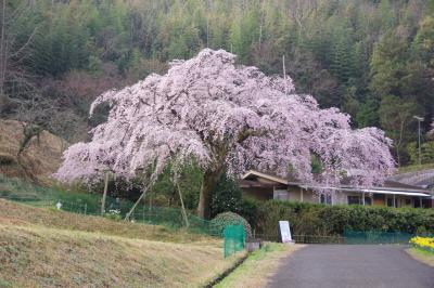 堀池の枝垂れ桜と園芸センターへ