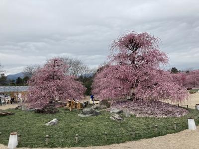 三重県　梅鑑賞、的矢牡蠣