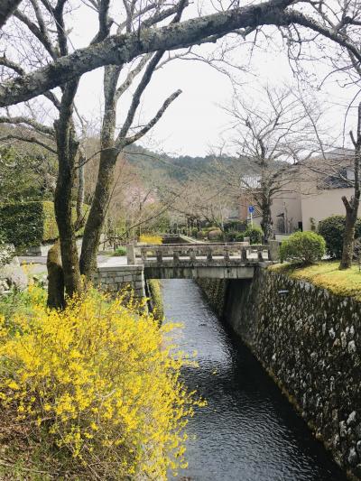 開花宣言翌日のぶらり京都さんぽ　からの 京都と滋賀の関係性についての考察