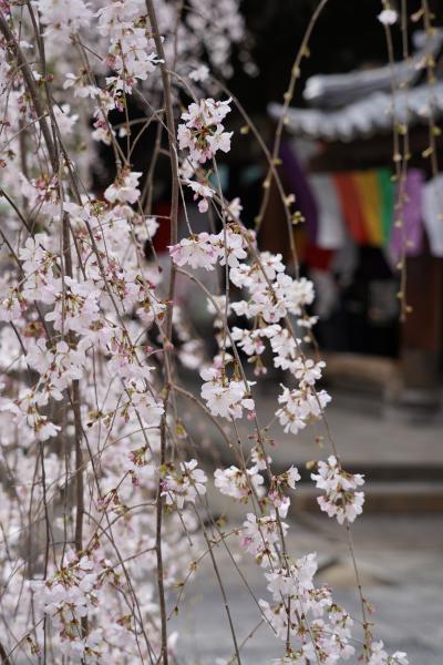 20210317-3 京都 六角堂の御幸桜の咲き具合見に行ったら…もう見頃ですかなぁ