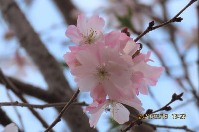 美しかった冬桜の二番花