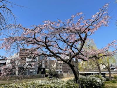 春の京都・東山エリア★ピンクのしだれ桜！満開の鴨川沿いでお花見♪木屋町・清水五条さくらライトアップ★『京都タワー』をバックに桜の木をパチリ