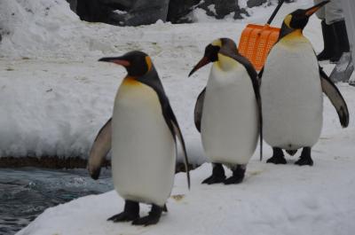 北海道・SL乗って流氷見ての5泊6日おっさんひとり旅　第4日目(旭山動物園　遠軽駅経由で紋別へ)