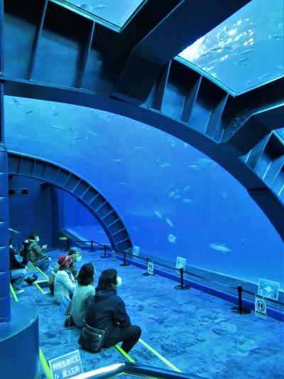 沖縄④  １時間ではとても見切れなかった「沖縄美ら海水族館」