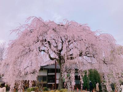 京の週末　今年は早いよ！満開の糸桜＠京都御苑＆本満寺