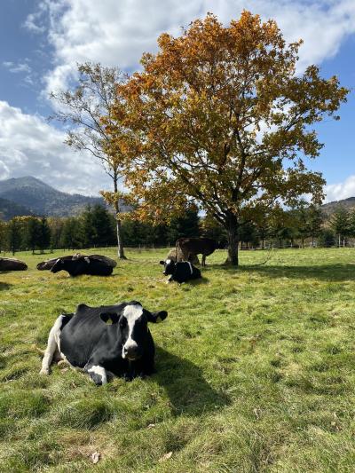 Gotoトラベルで行く！　姉さん5人　北海道トマム③