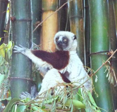 マダガスカルの旅　第8日目　アンタナナリヴ滞在