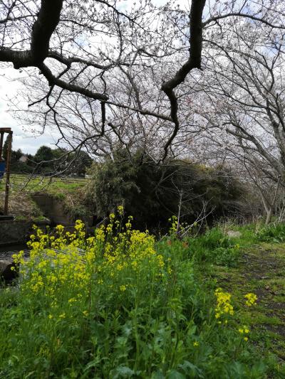 2021 桜散歩 鎌ケ谷～今井の桜 その２