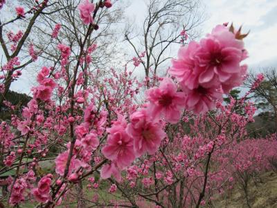 埼玉県にも花桃の郷あったんだ～大内沢　花桃の郷