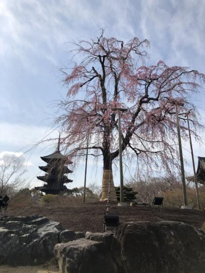 2021年　春の京都へ