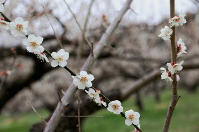 梅と桜、盛りは過ぎた春分の日/箕郷（高崎市）2021/03/20