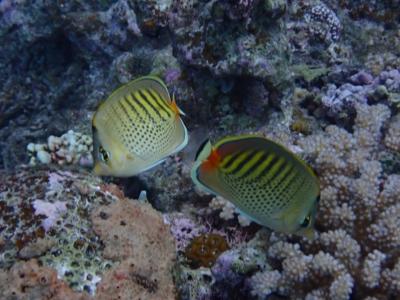 息子と2人旅（西表島）♯243