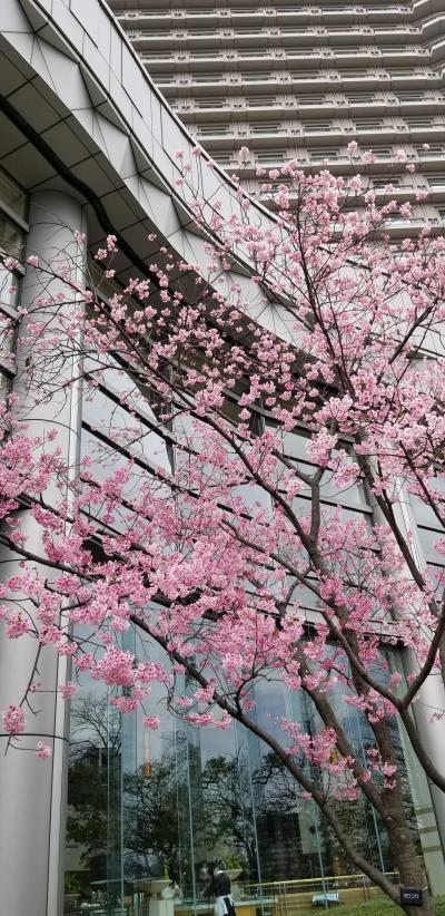 キタ 大阪駅 梅田 花見 に関する旅行記 ブログ フォートラベル 大阪 キタ 大阪駅 梅田 花見 に関する旅行記 ブログ フォートラベル 大阪