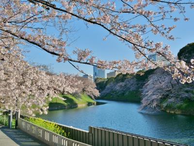 2021年桜開花状況&#9825;千鳥ヶ淵周辺