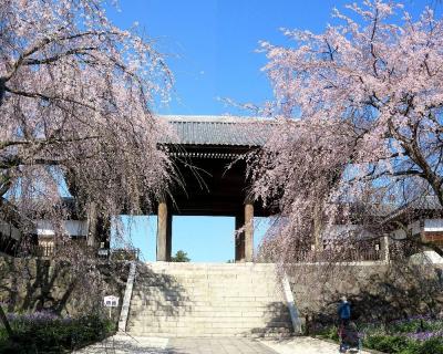 団塊夫婦の日本桜だより（2021ハイライト）ー東京府中市東郷寺の枝垂桜＆多摩市の桜