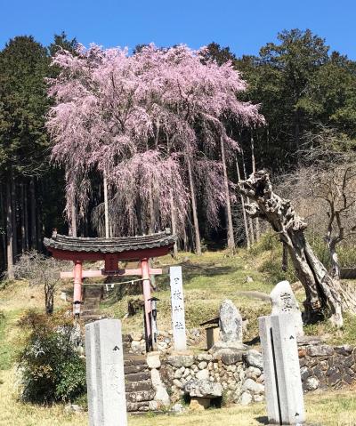 近くの枝垂れ桜を見に行ってきました