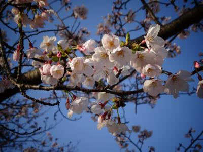 ２０２１年　春の一日