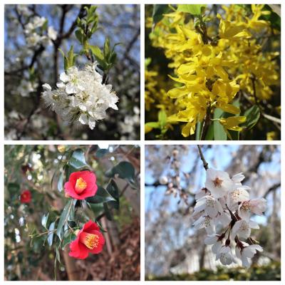 川西「高原寺」の枝垂れ桜を見に　”花散歩”