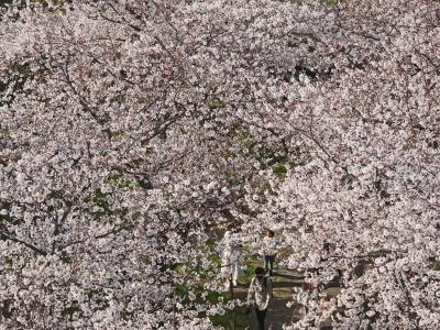 半年ぶりの国内線フライトと桜満開の舞鶴福岡城址公園