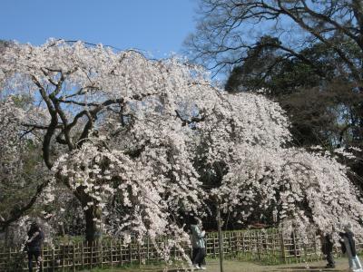 京都御苑の糸桜が得も言われず見事でした