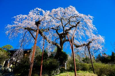 光圓寺の枝垂れ桜　2021