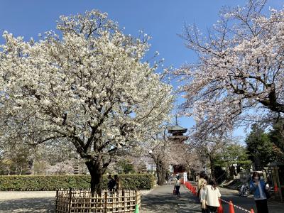 池上本門寺の桜、2021年3月22日。