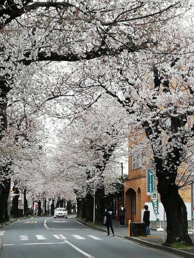 常盤平もほぼ満開