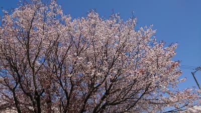 高知市水道山に桜を見に...。