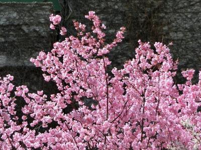 吹田 万博公園に関する旅行記 ブログ フォートラベル 大阪 吹田 万博公園に関する旅行記 ブログ フォートラベル 大阪