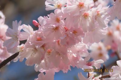 素晴らしかった二回目開花の冬桜