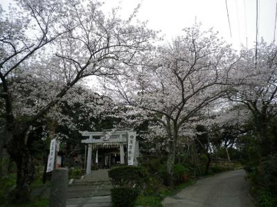 衣笠山さくら散策