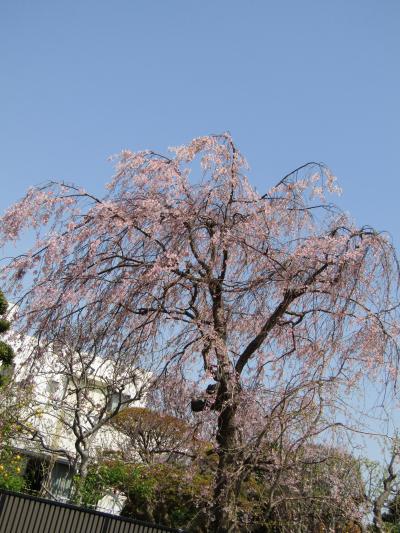 地蔵坂上の紅枝垂れ桜