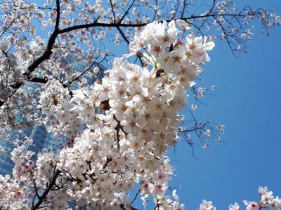 桜満開の六本木ヒルズへ