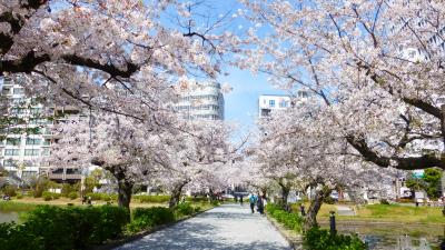 【桜満開の福岡市内（福岡城下之橋御門、牡丹芍薬園、舞鶴公園西広場）散策編】